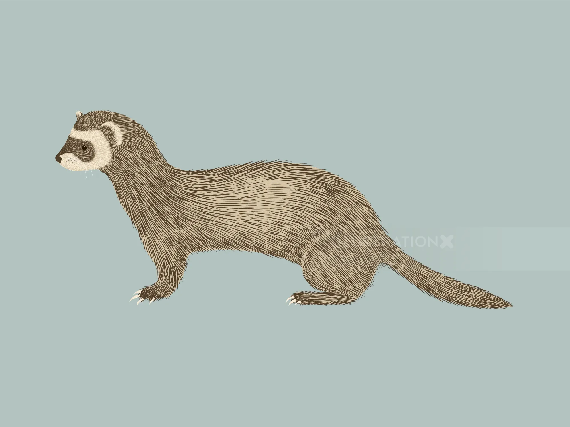 Brown ferret illustration by Kate Snell on a light blue background