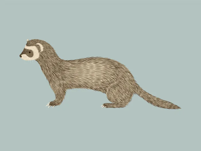 Brown ferret illustration by Kate Snell on a light blue background