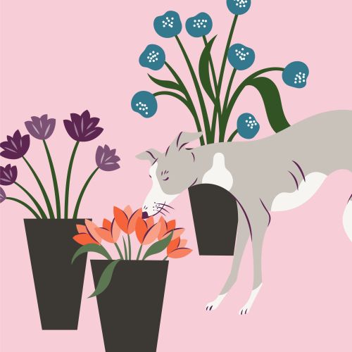 Gray cat sniffing orange flowers next to purple flowers in pots on pink background