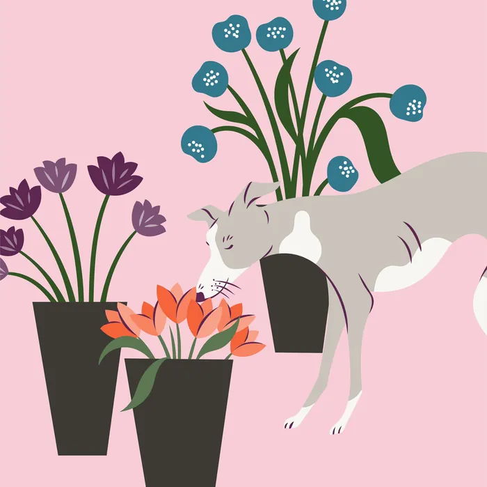 Gray cat sniffing orange flowers next to purple flowers in pots on pink background