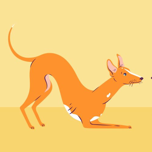 Two slender dogs playing and interacting on yellow background