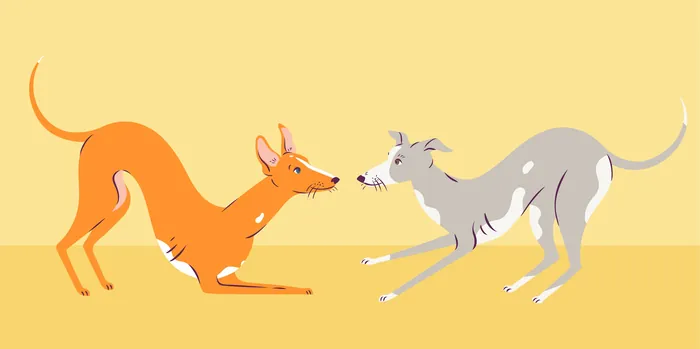 Two slender dogs playing and interacting on yellow background