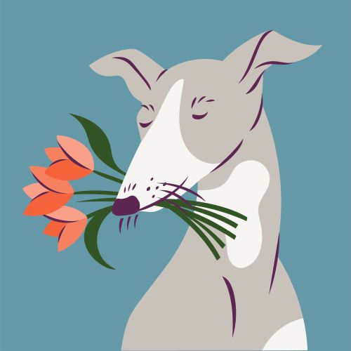 Greyhound dog holding orange flowers in its mouth on blue background