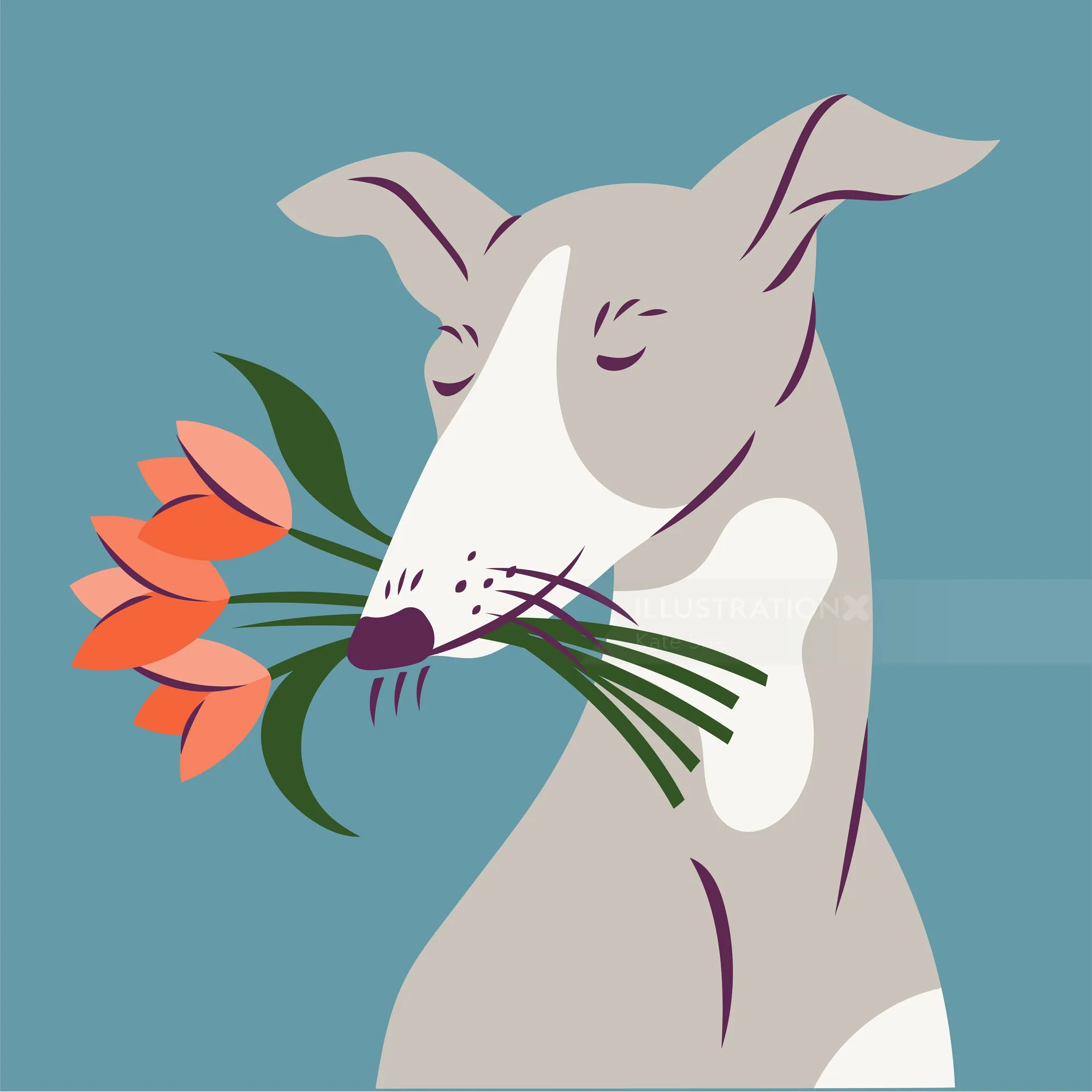 Greyhound dog holding orange flowers in its mouth on blue background