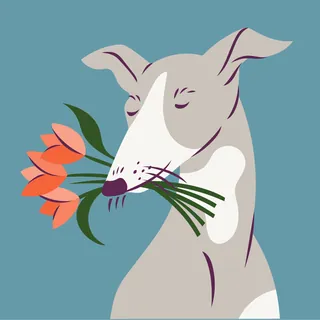 Greyhound dog holding orange flowers in its mouth on blue background