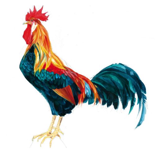 Watercolor illustration of a colorful rooster by Katharina Madesta