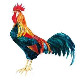 Watercolor illustration of a colorful rooster by Katharina Madesta