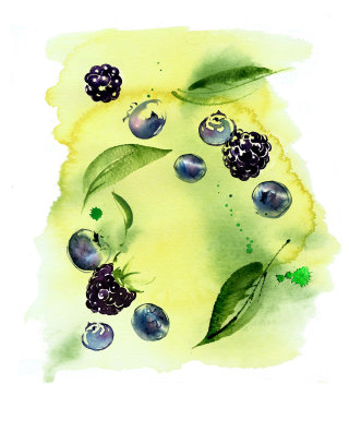 蓝莓的水彩插图