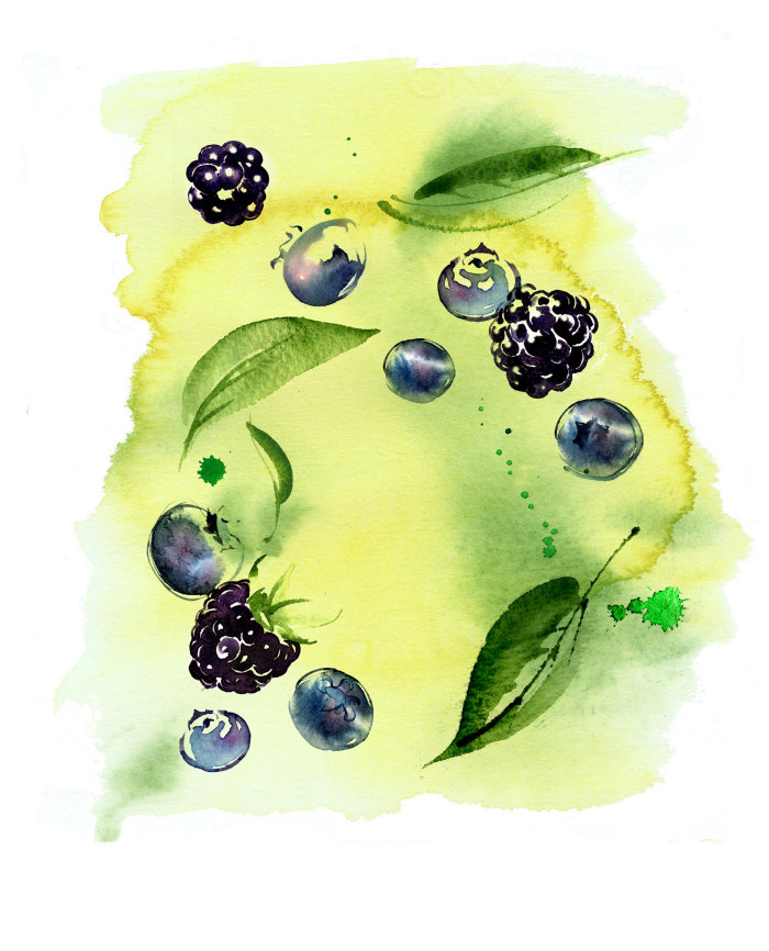 Watercolor illustration of blueberry