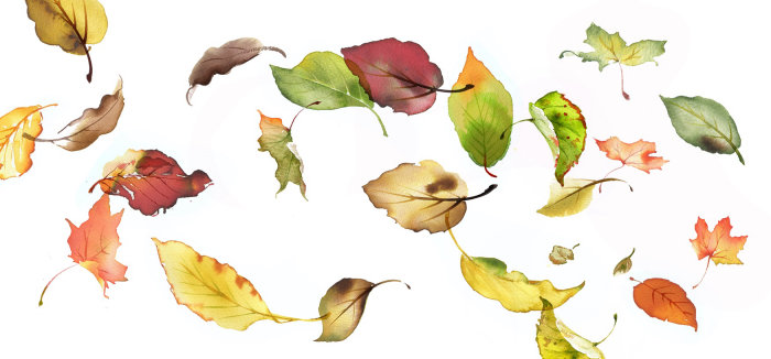 catalogue illustration of  Falling autumnal leaves 