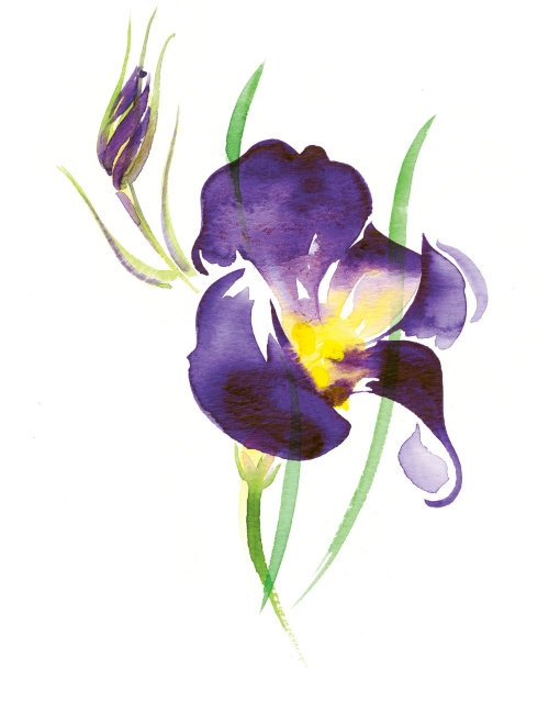 Illustration for BELLA FLORA cards by Katharine Asher