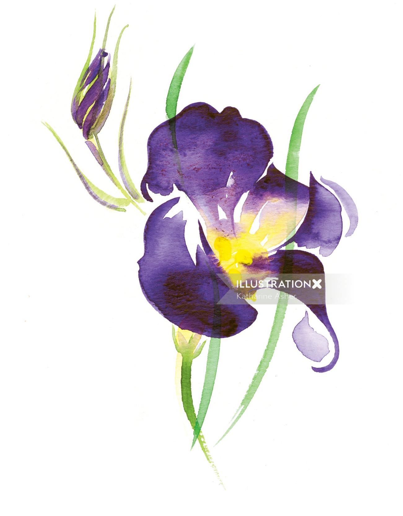 Illustration for BELLA FLORA cards by Katharine Asher