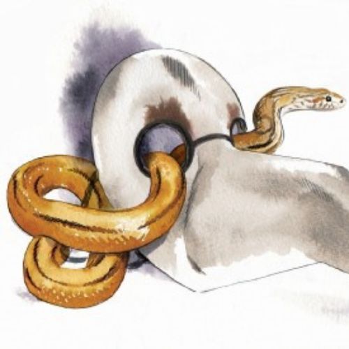 Snake and skelton illustration by Katharine Asher
