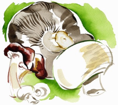 Ilustração de cogumelos por Katharine Asher