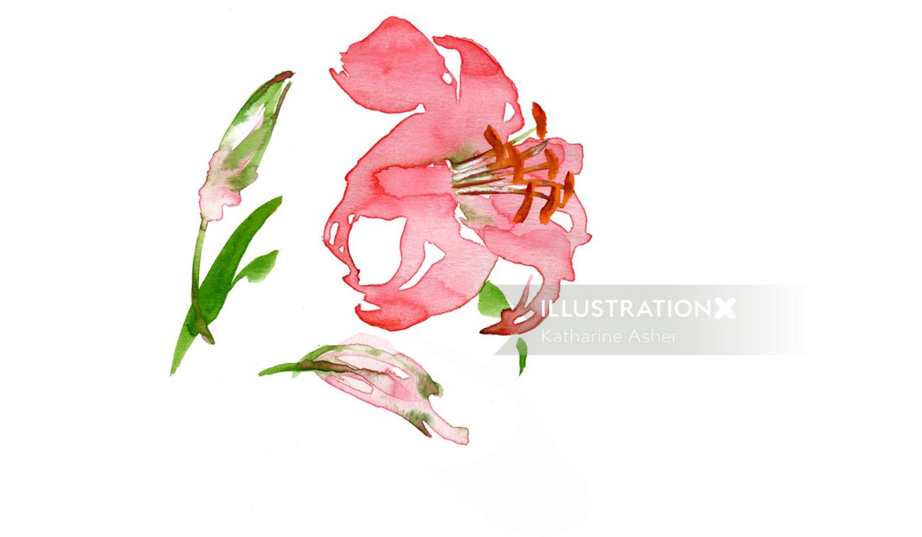 Lilly illustration by Katharine Asher