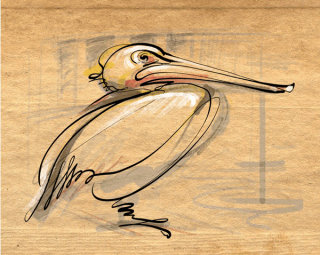 鸭子的铅笔画 