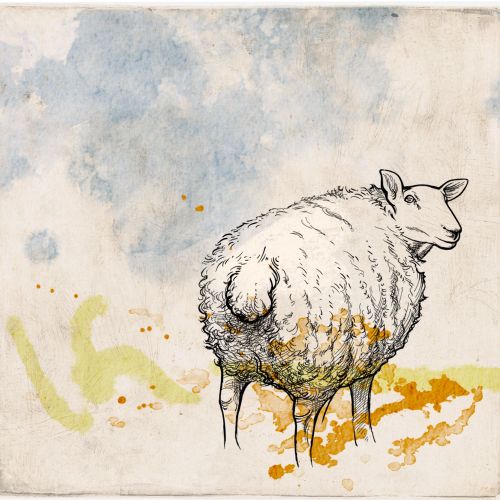 Black sheep drawing by Kathryn Rathke