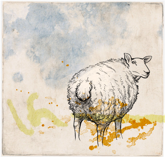 Black sheep drawing by Kathryn Rathke