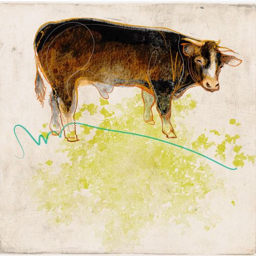 Animal illustration of a beautiful cow
