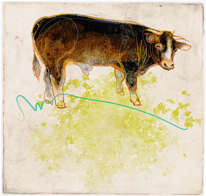 Ilustração animal de uma bela vaca
