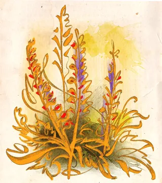 Watercolor illustration of an Acanthus plant with colorful leaves
