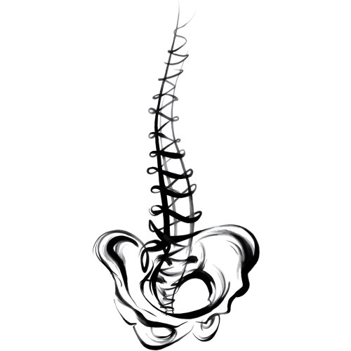 Medical illustration of spinal