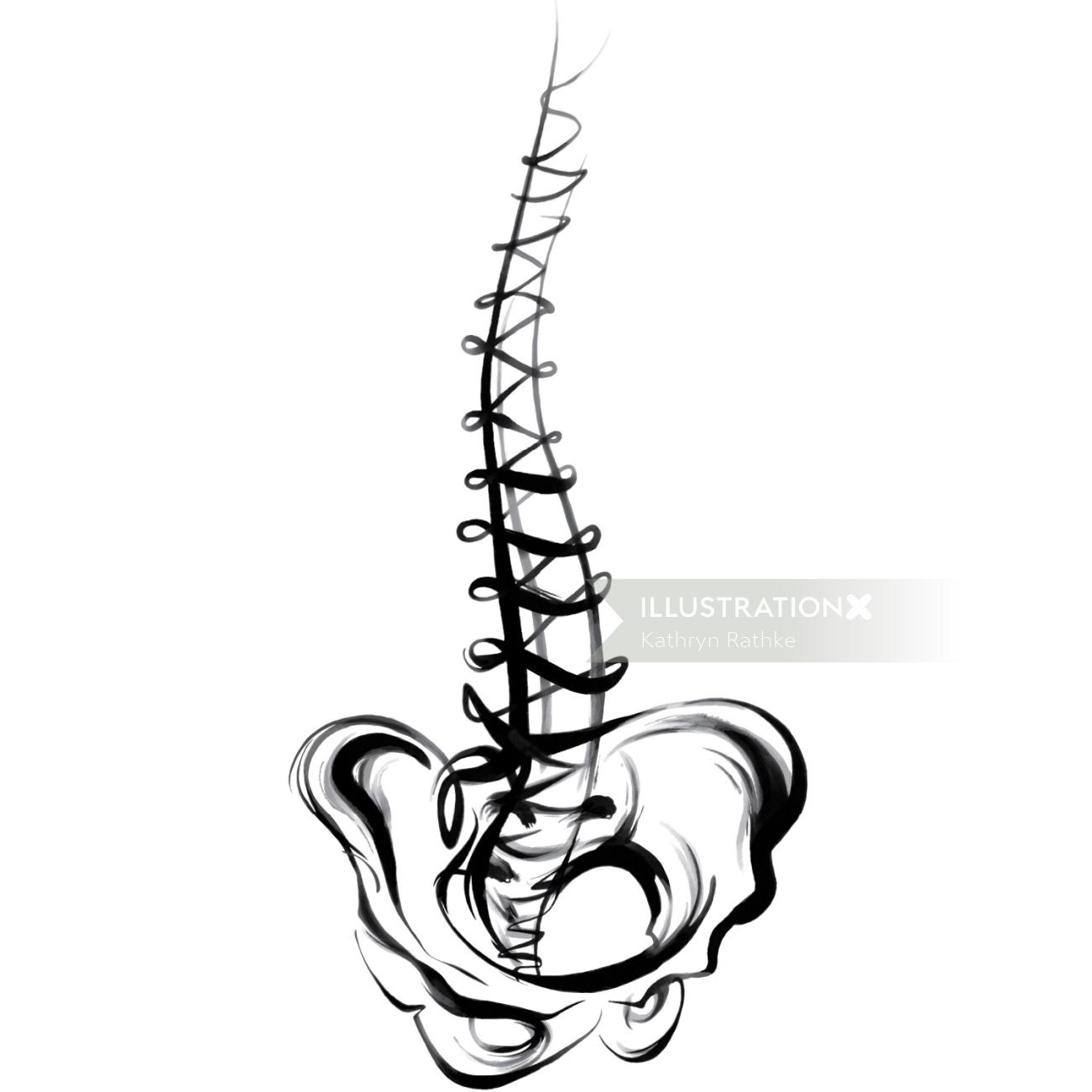 脊柱的医学插图