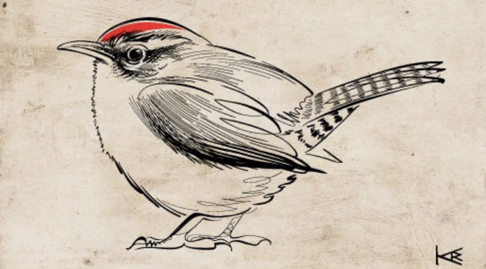 Gif animation of wren bird