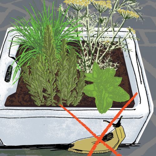 An illustration of plant in pot