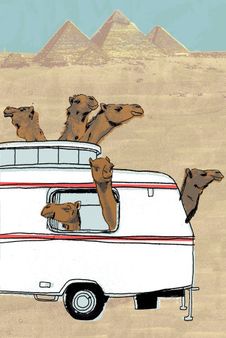 Pintura de animales Camellos en camión.