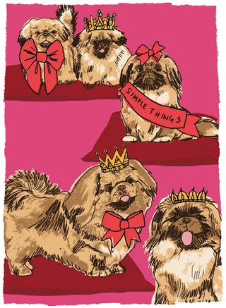 Four small dogs wearing crowns and bows on a pink background by Kavel Rafferty