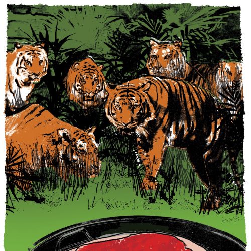 Tigers watching steak on grill in jungle, illustration by Kavel Rafferty