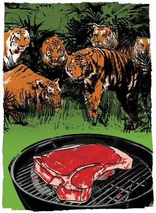 Tigers watching steak on grill in jungle, illustration by Kavel Rafferty