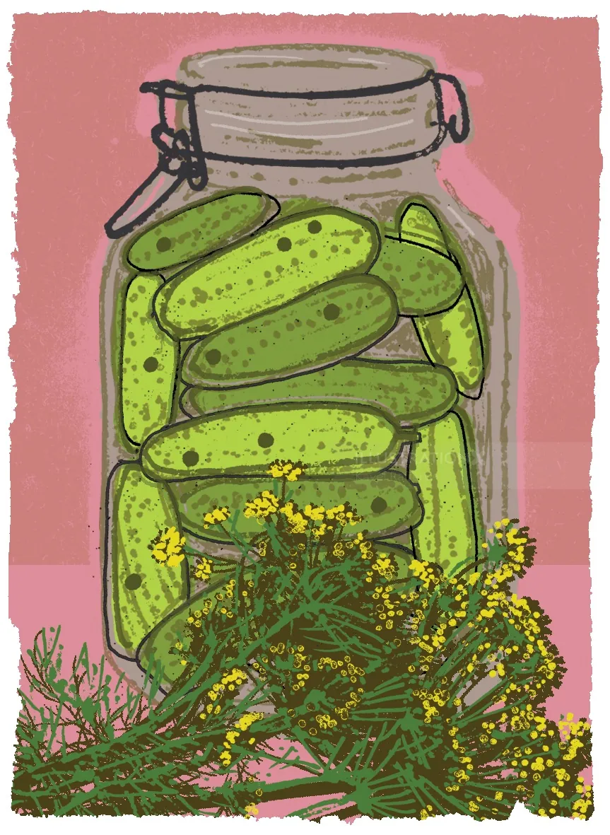 Jar filled with pickles and dill flowers on pink background