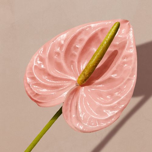 Kelly Smith フォトリアリズム Illustrator from Australia