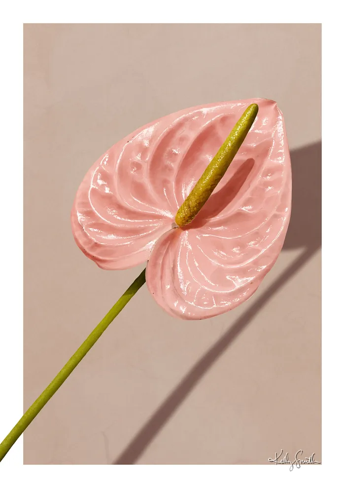 Close-up of pink Anthurium flower with green spadix by Kelly Smith