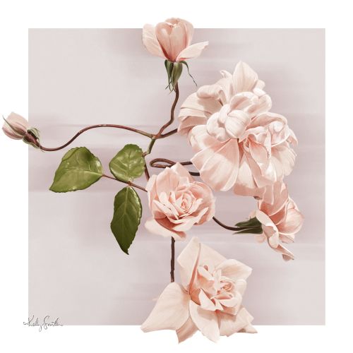 Kelly Smith Botanical Illustrator from Australia