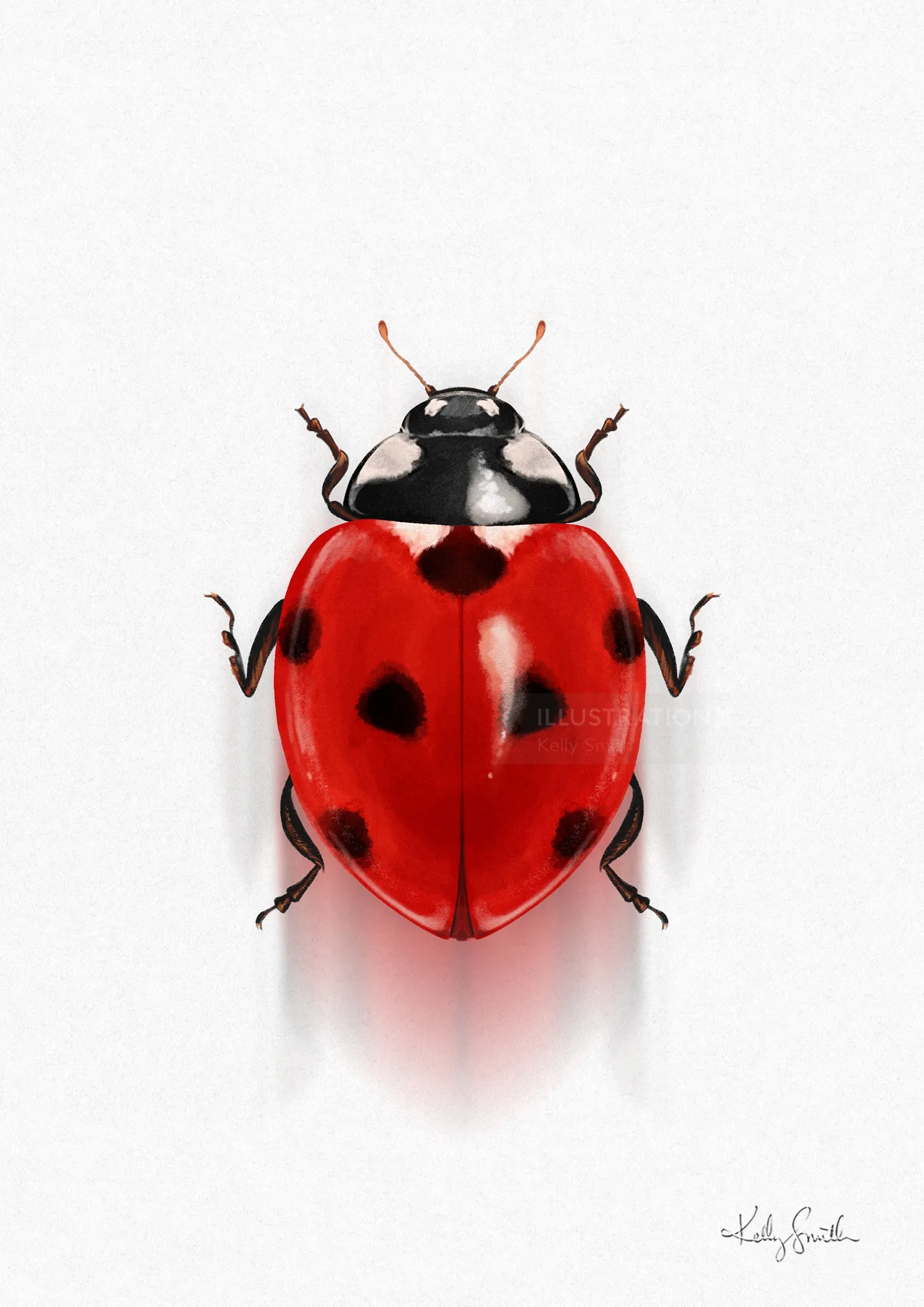 Mariquita roja con manchas negras sobre superficie blanca por Kelly Smith