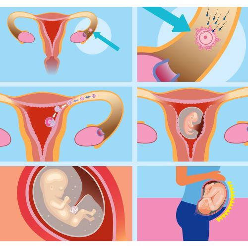 Stages of human female reproduction cycle and pregnancy by Klaus Meinhardt