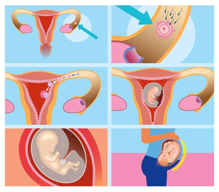 Stages of human female reproduction cycle and pregnancy by Klaus Meinhardt