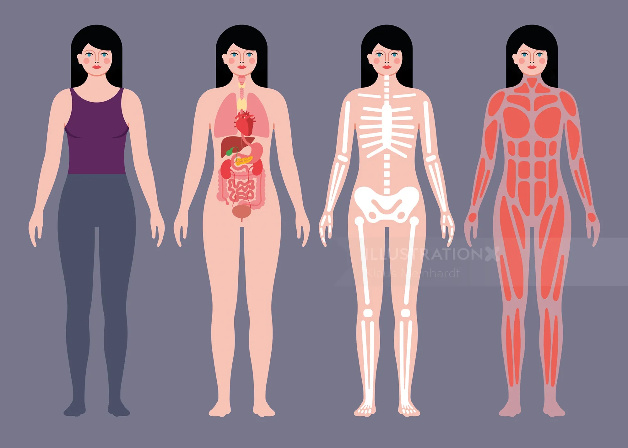 Female body illustrating skin, internal organs, skeletal system, and muscles