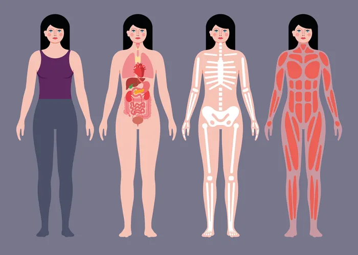 Female body illustrating skin, internal organs, skeletal system, and muscles