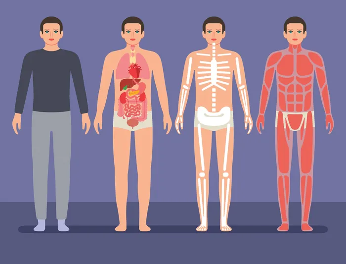 Four human figures displaying skin, internal organs, skeleton, and muscles.