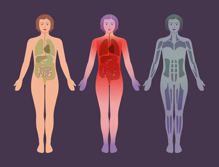 Illustration of three female bodies highlighting internal organs and nerves