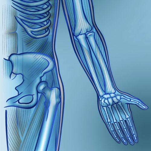 Arm muscle illustration by Klaus Meinhardt