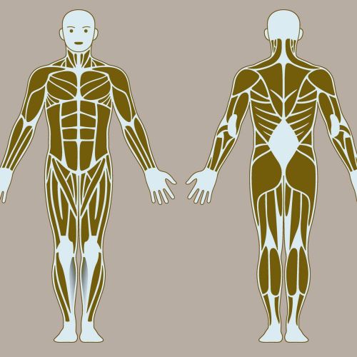 human body bones illustration By Klaus Meinhardt