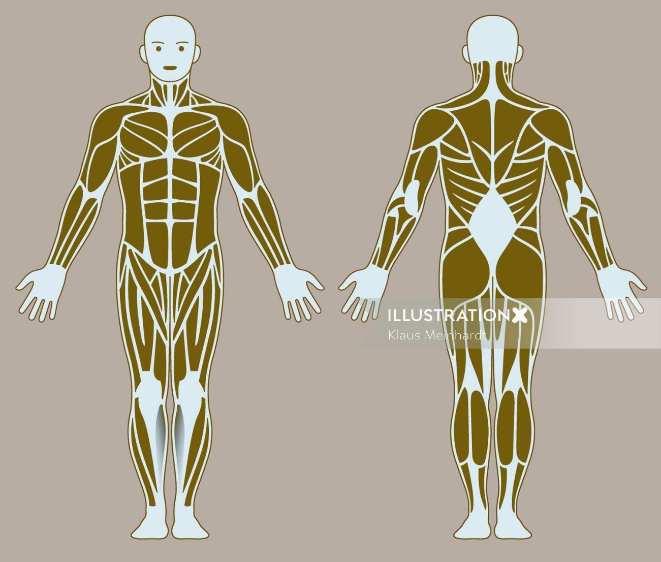 illustration des os du corps humain Par Klaus Meinhardt
