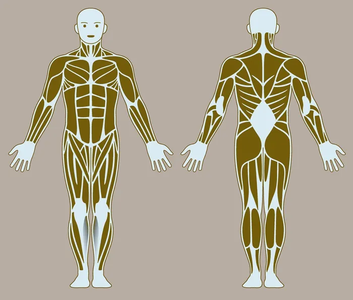 human body bones illustration By Klaus Meinhardt