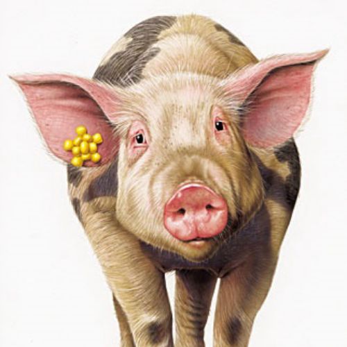 3d art of pig

