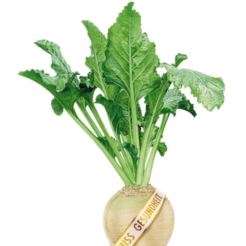 Sugar Beet with greeny leaves
